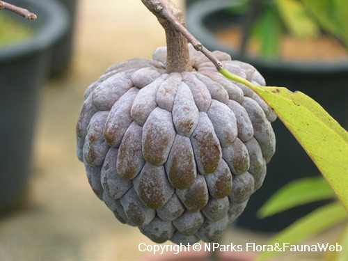 NParks | Annona squamosa