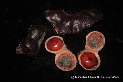 NParks | Archidendron jiringa