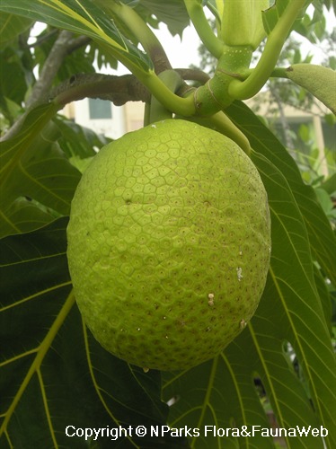 Closeup of fruit