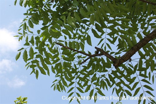 NParks | Azadirachta indica