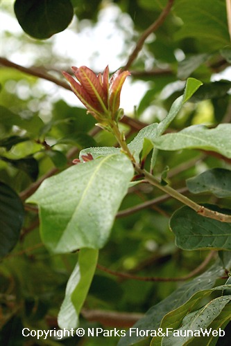 Barringtonia acutangula - young red foliar flush