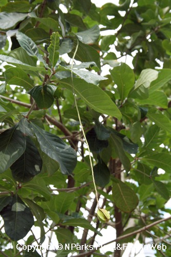 Barringtonia acutangula - dangling fruit