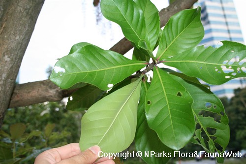 Barringtonia acutangula, leaves & underside