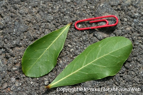 Terminalia mantaly, closeup view of leaves (left: upper side, right: lower side)