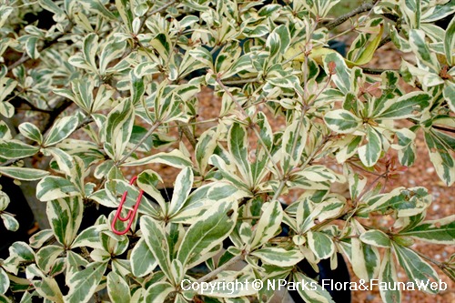 Terminalia mantaly 'Tricolor' , leaves & branching pattern