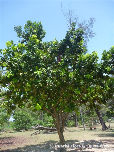 NParks | Calophyllum inophyllum