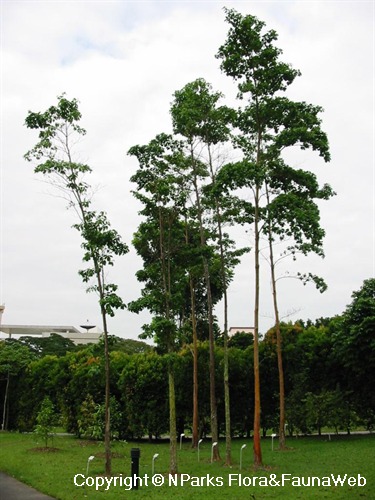 NParks | Calycophyllum spruceanum
