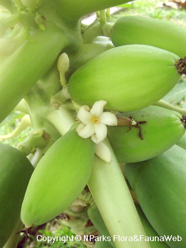Carica papaya - unripe fruits & flower