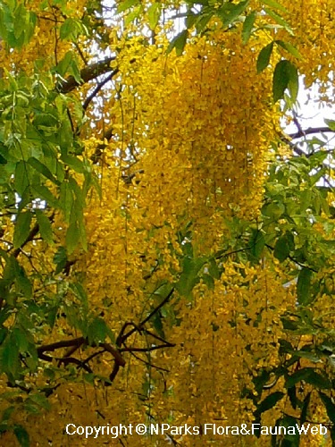 In Praise of Golden Shower Tree