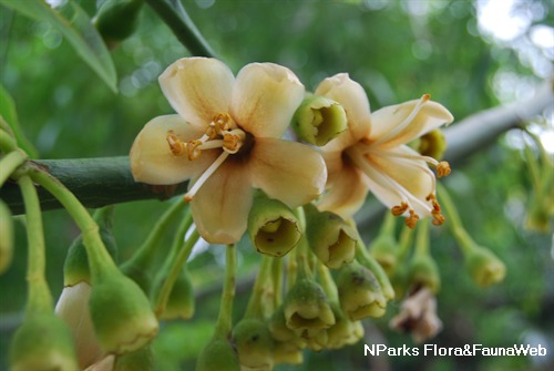 NParks  Ceiba pentandra