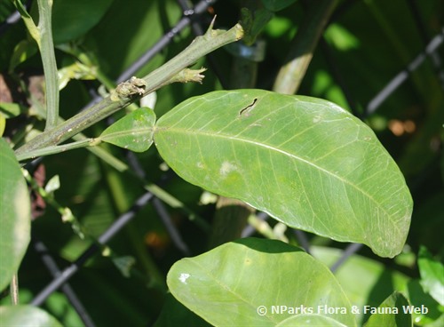 NParks | Citrus maxima