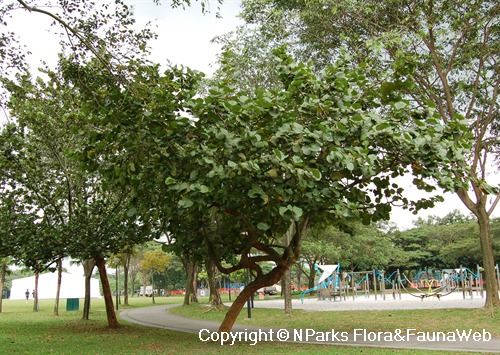 NParks | Coccoloba uvifera