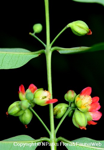 Cratoxylum cochinchinense - flowers in leaf axils