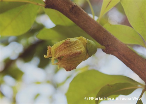 NParks | Crescentia cujete
