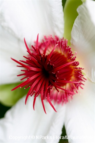 Dillenia philippinensis - flower carpels