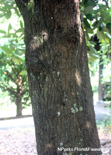 NParks | Diospyros blancoi