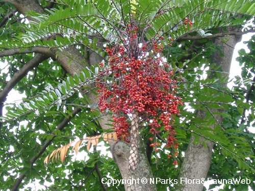 Tongkat Ali (Eurycoma Longifolia) aka Longjack