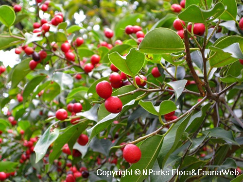 Ficus benjamina - mass-fruiting on park tree