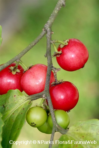 Petit arbre fruitier rouge