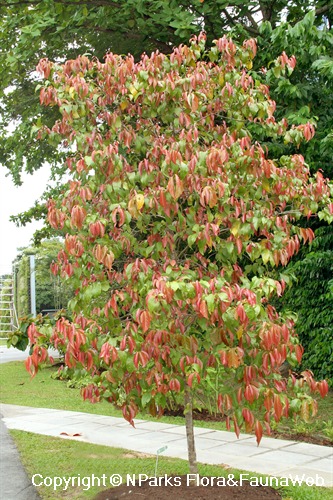 Flacourtia inermis - flushing landscape tree