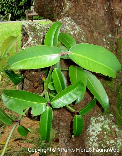 NParks | Garcinia dulcis