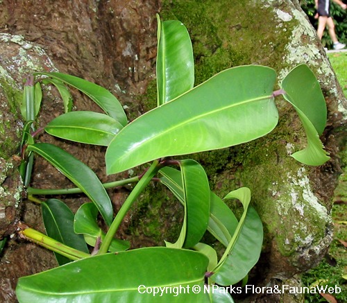 NParks | Garcinia dulcis