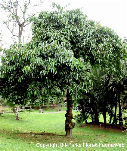 Garcinia dulcis - tree in landscape