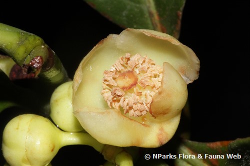 NParks | Garcinia griffithii
