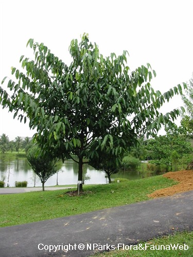 NParks | Garcinia xanthochymus