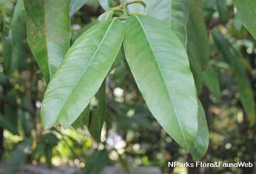 NParks | Garcinia xanthochymus