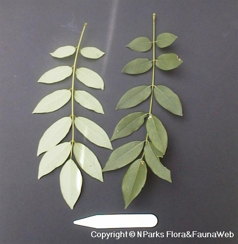 madre cacao leaves