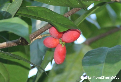 Gnemon gnetum Gnetum latifolium