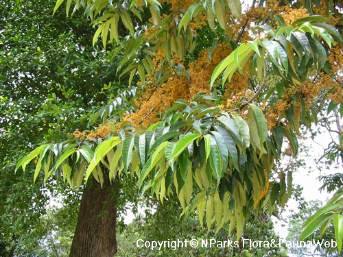 Horsfieldia irya - panicle inflorescences & drooping leaves