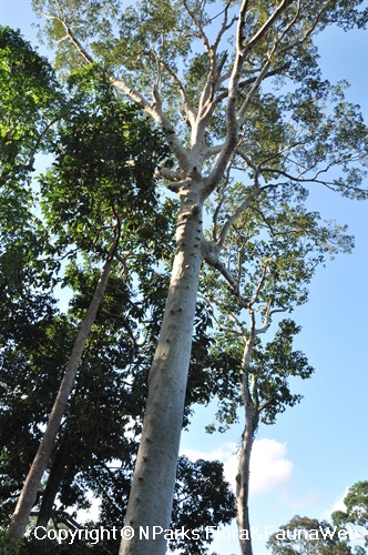 NParks | Koompassia excelsa