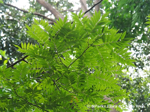 NParks | Koompassia excelsa