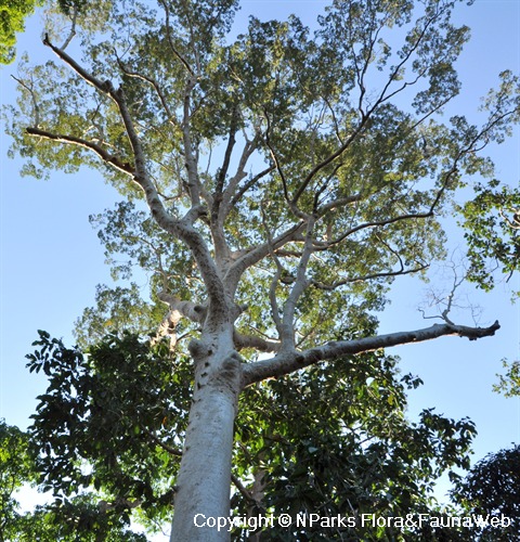 NParks | Koompassia excelsa