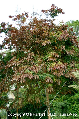 NParks | Lagerstroemia floribunda