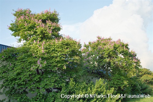 The Evergreens Shade Plants