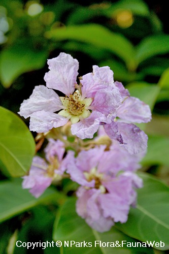 NParks | Lagerstroemia speciosa