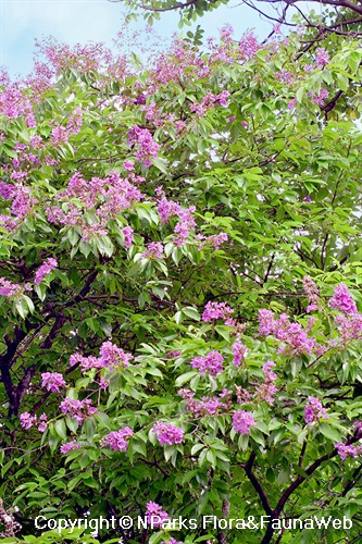 Large Shrub With Upward Spikes Of Purple Flowers