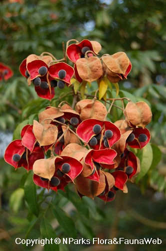 NParks | Majidea zanguebarica