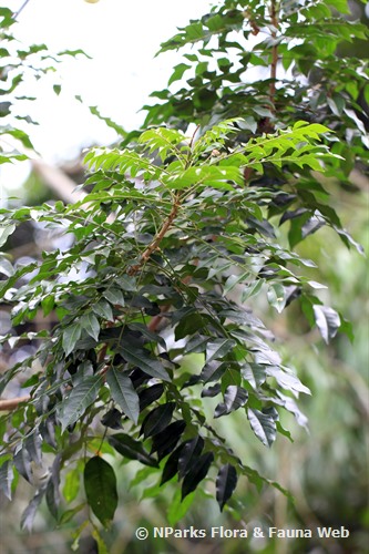 NParks | Majidea zanguebarica