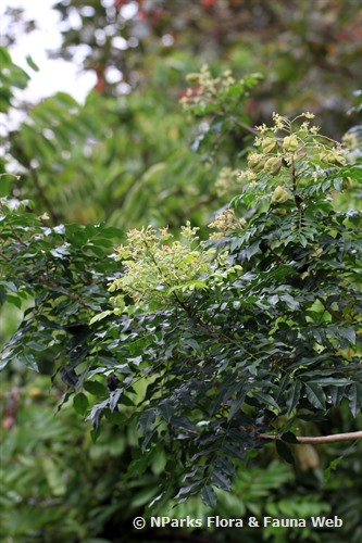 NParks | Majidea zanguebarica