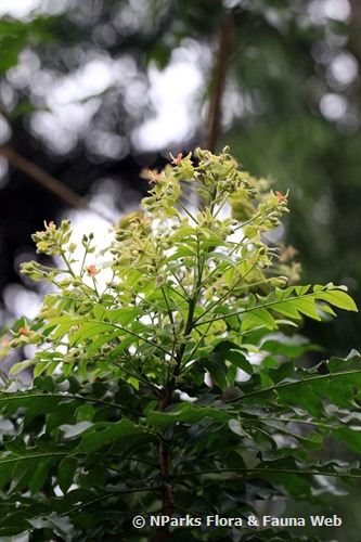 NParks | Majidea zanguebarica