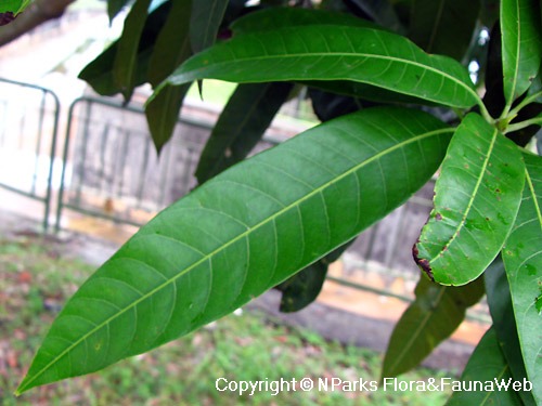 Mangifera indica - Leaf - 30sep08 - Pasir Panjang Rd