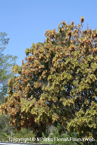 Maniltoa lenticellata, tree crown on 12th day of young flush