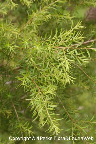 Melaleuca bracteata 'Revolution Gold', leaves
