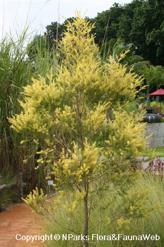 Melaleuca bracteata 'Revolution Gold', young tree