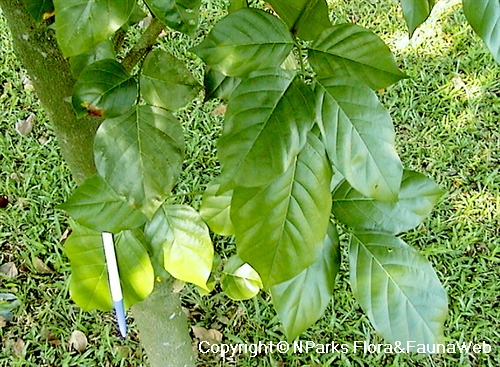 Millettia pinnataPongamiaPongame OiltreeIndian Beech5_Seeds 