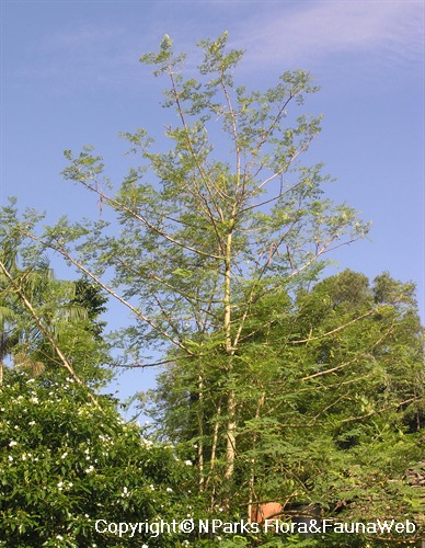 Tree at Pasir Panjang Nursery